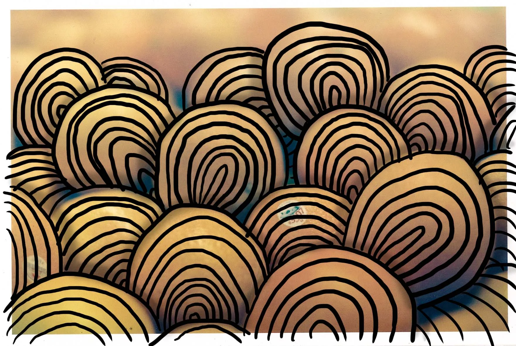 doodleoranges.JPG