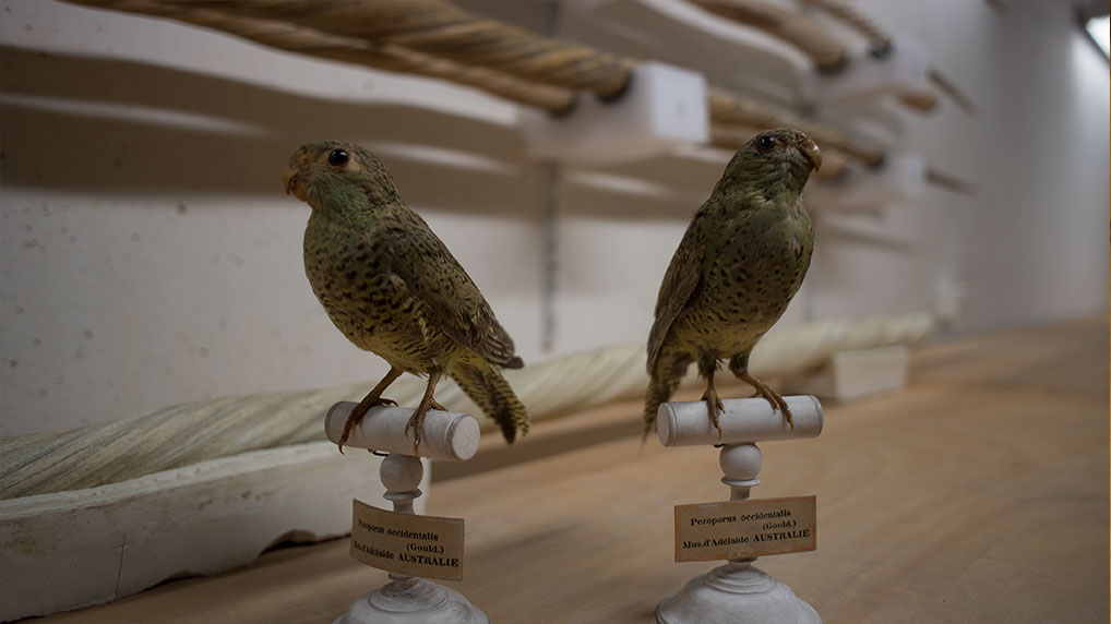 The elusive Night parrot. Image credit: Night Parrot Stories.