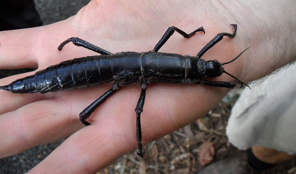 Lord Howe Island stick insect. Image credit: Wikimedia/Granitethighs.