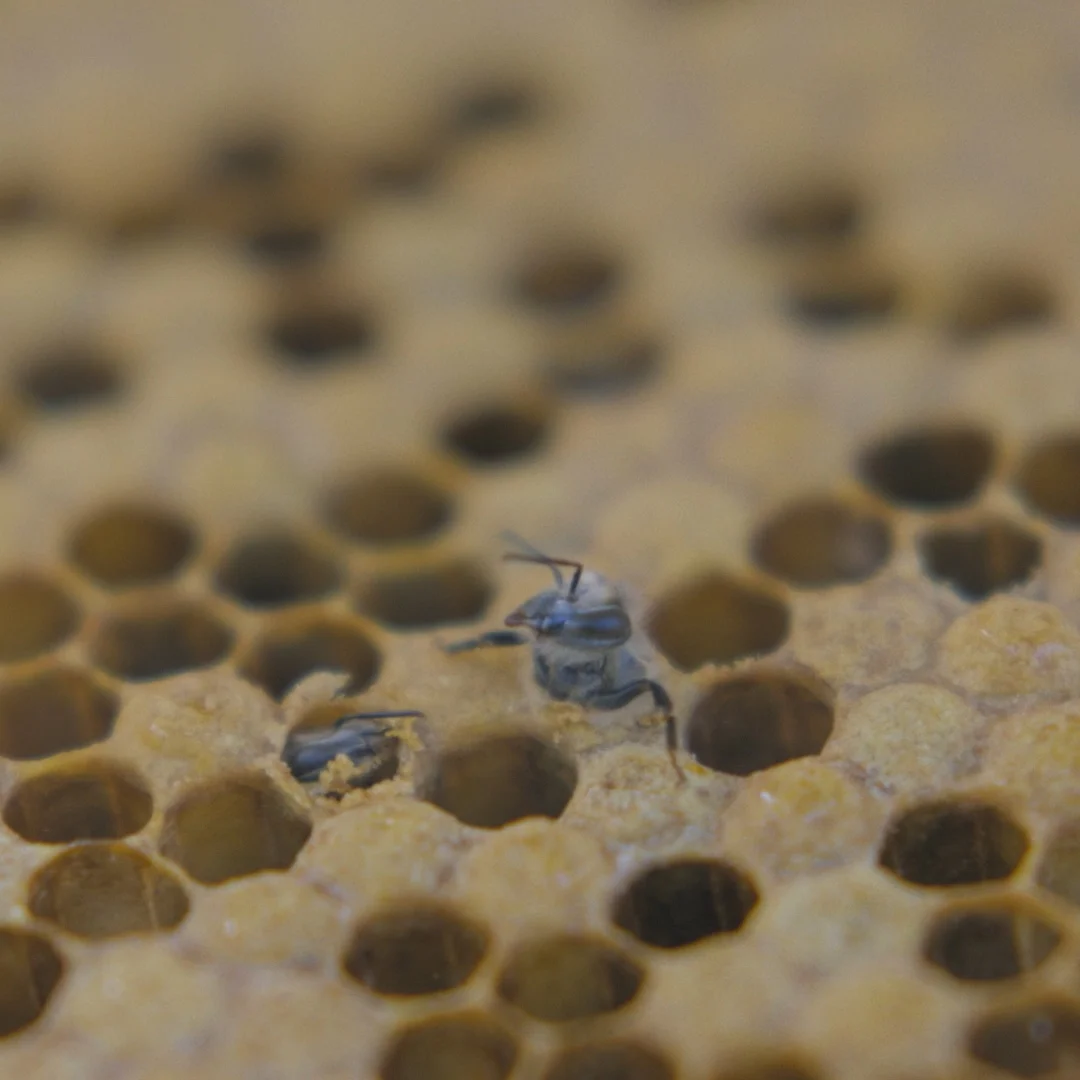 Bee-Being-Born.jpg