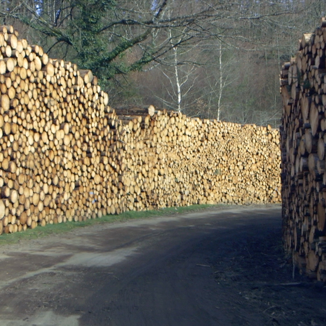 Le+temps+des+for%C3%AAts_6.jpg
