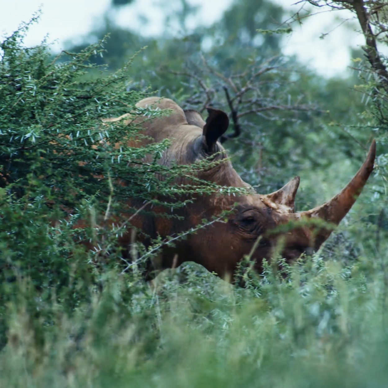 Side+of+a+Horn.jpg