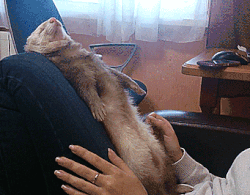 sleepingferret.gif