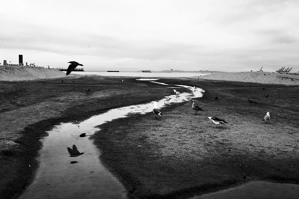 Black and white14.jpg
