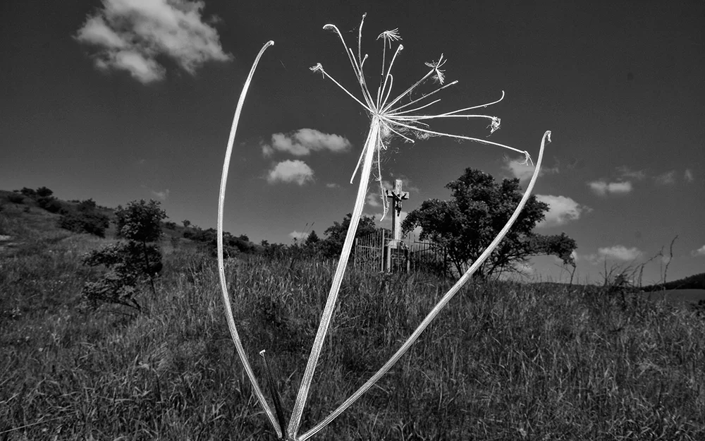 Black and white30.jpg
