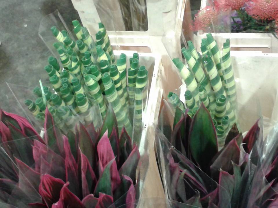 Market - phormium tubes.jpg