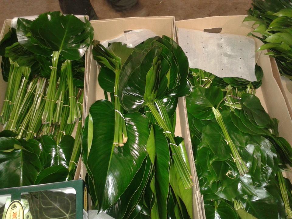 Market - Porters foliage.jpg