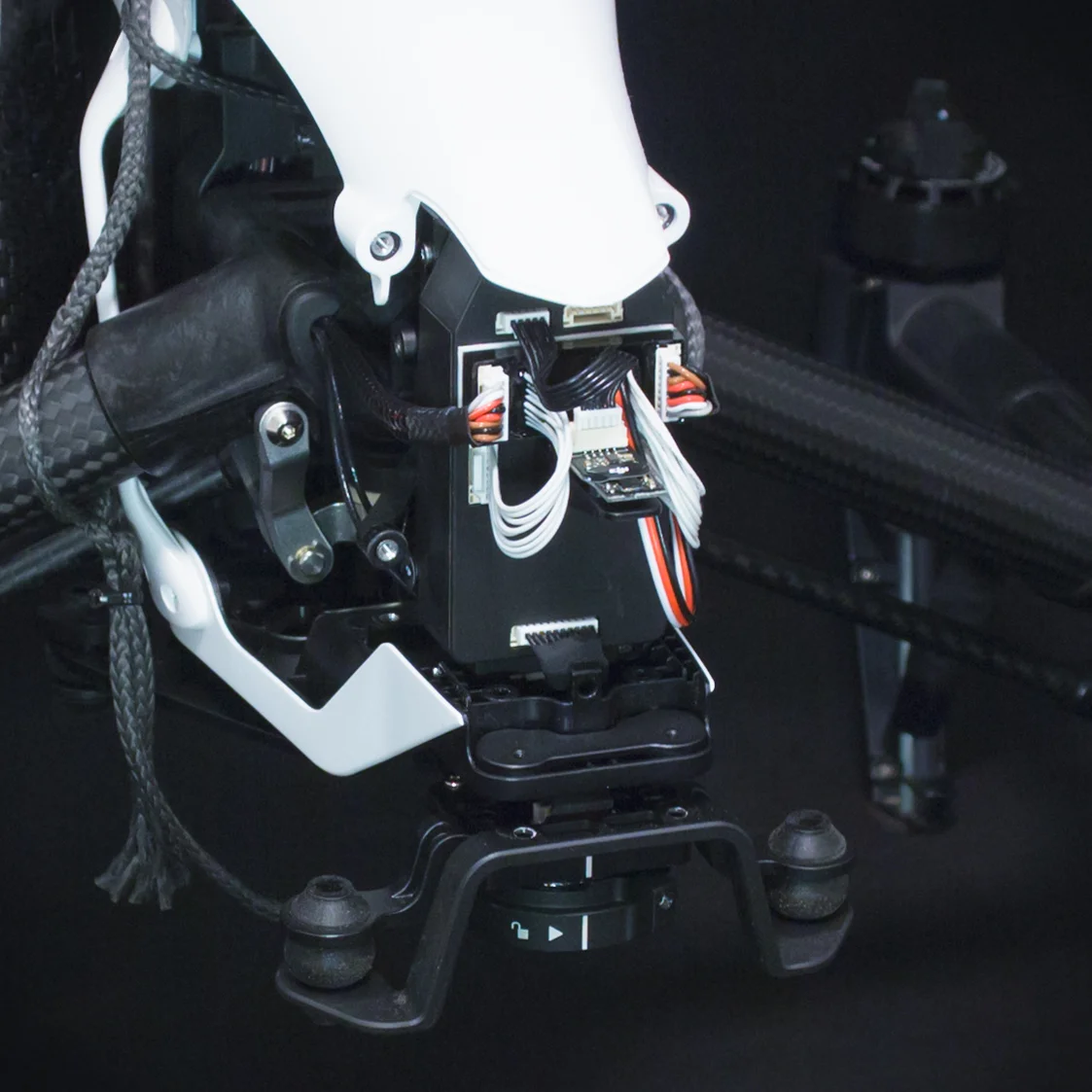 skycat terminator 2000px-.jpg