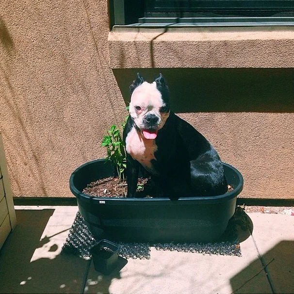 Thought we were growing basil...image credit: Ida Fey