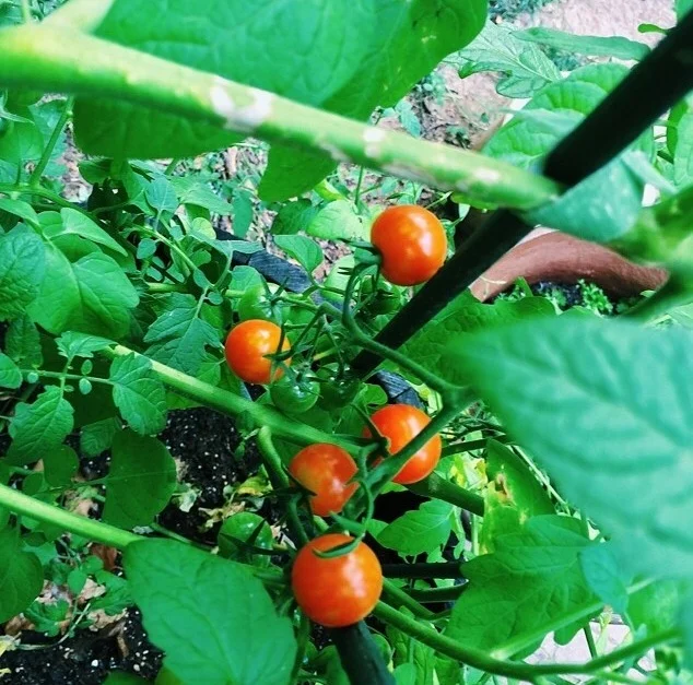 Cherry tomatoes originated in Peru but the most popular kind we grow in our gardens today are derived from an Israeli innovation- the tomaccio. This species was developed specifically to withstand hot climates, have a slower ripening speed, and longer shelf life. 