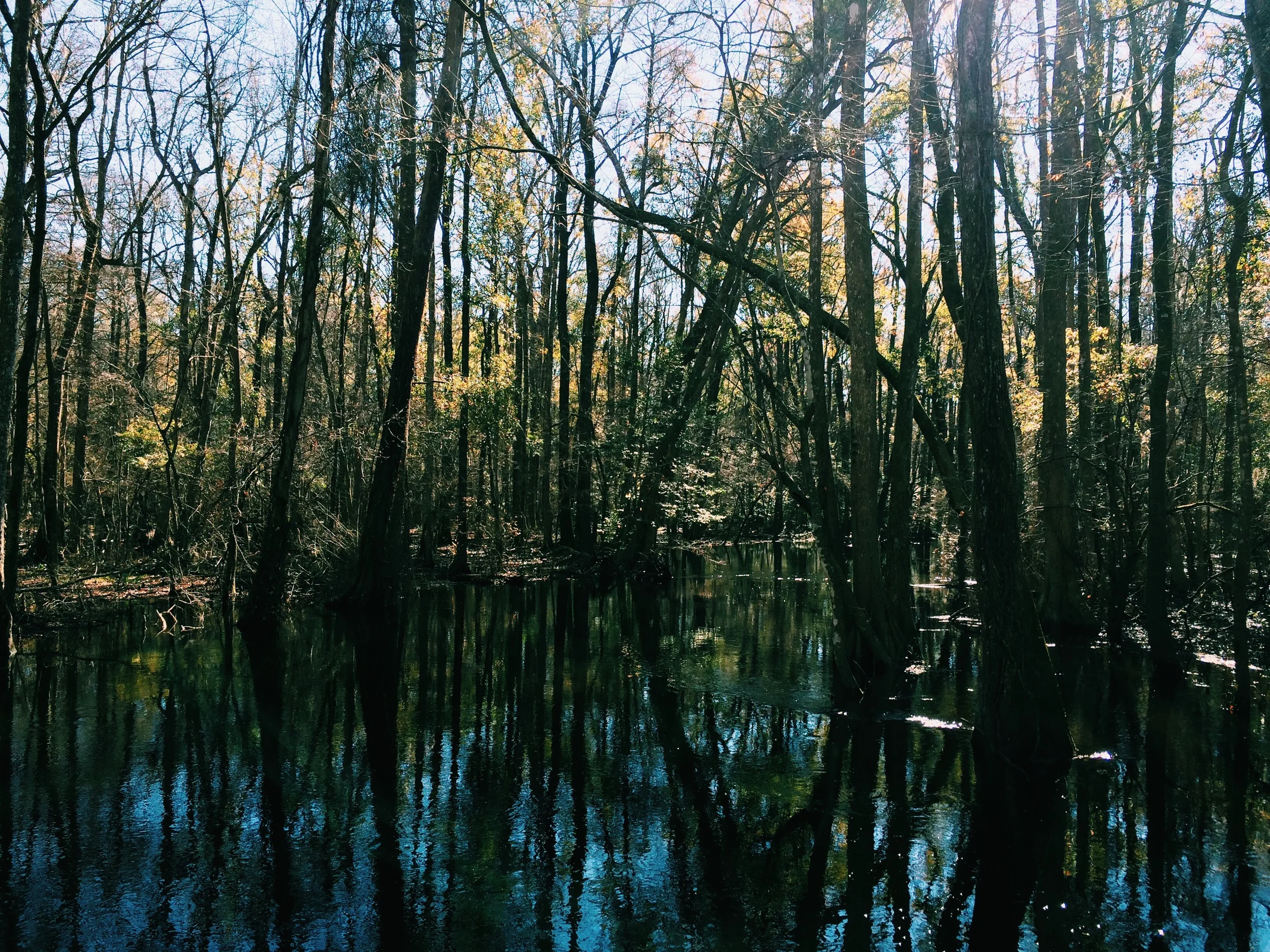Tangled trees and lush bogs which made me feel like I was walking through a Faulkner novel.