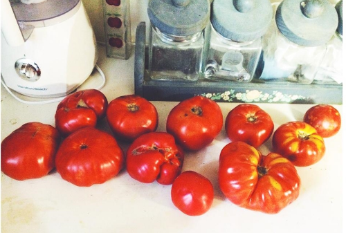 tomatoes.jpg