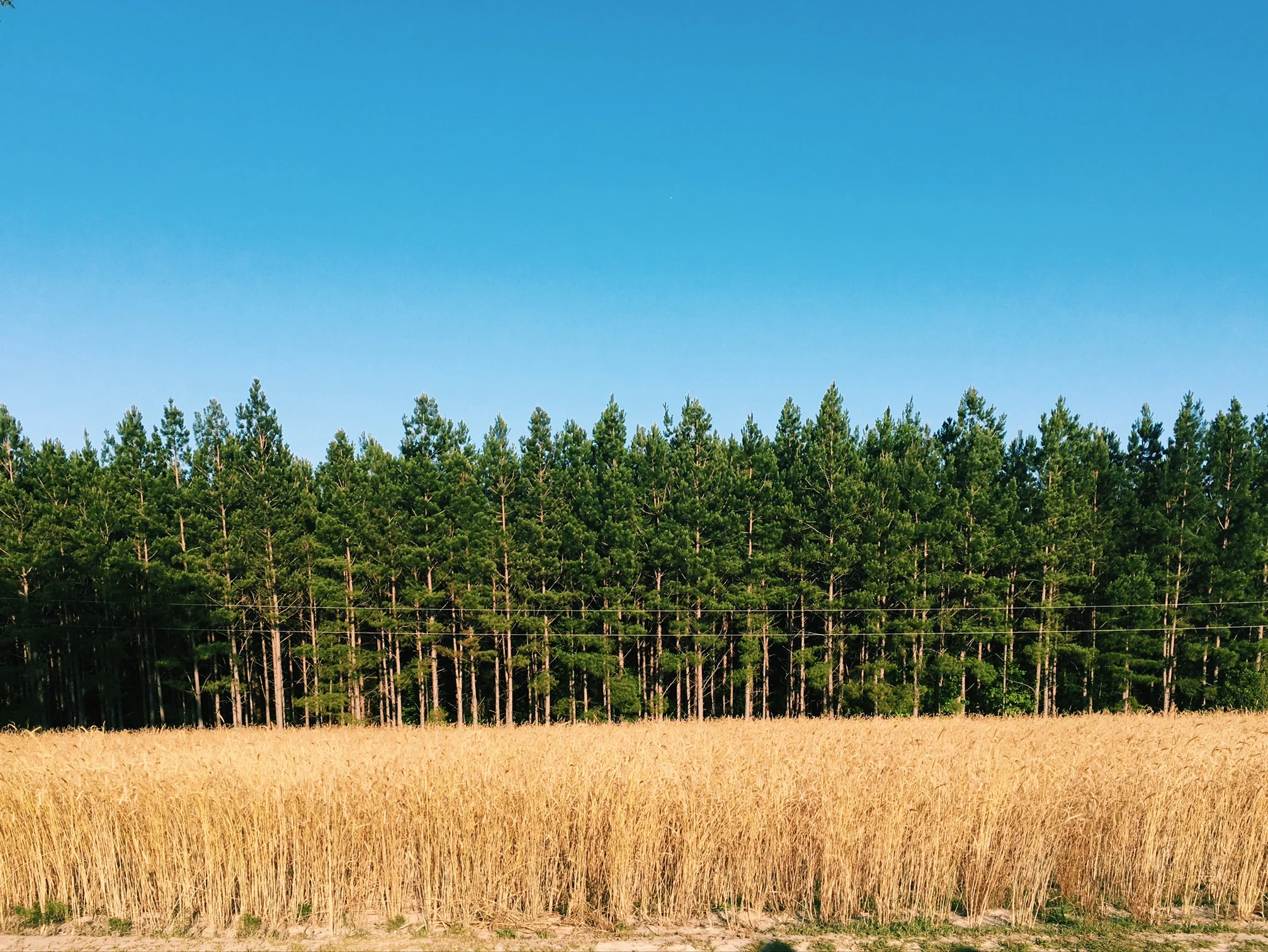 i love the stark contrasts in the country. the line of rye against the trees.