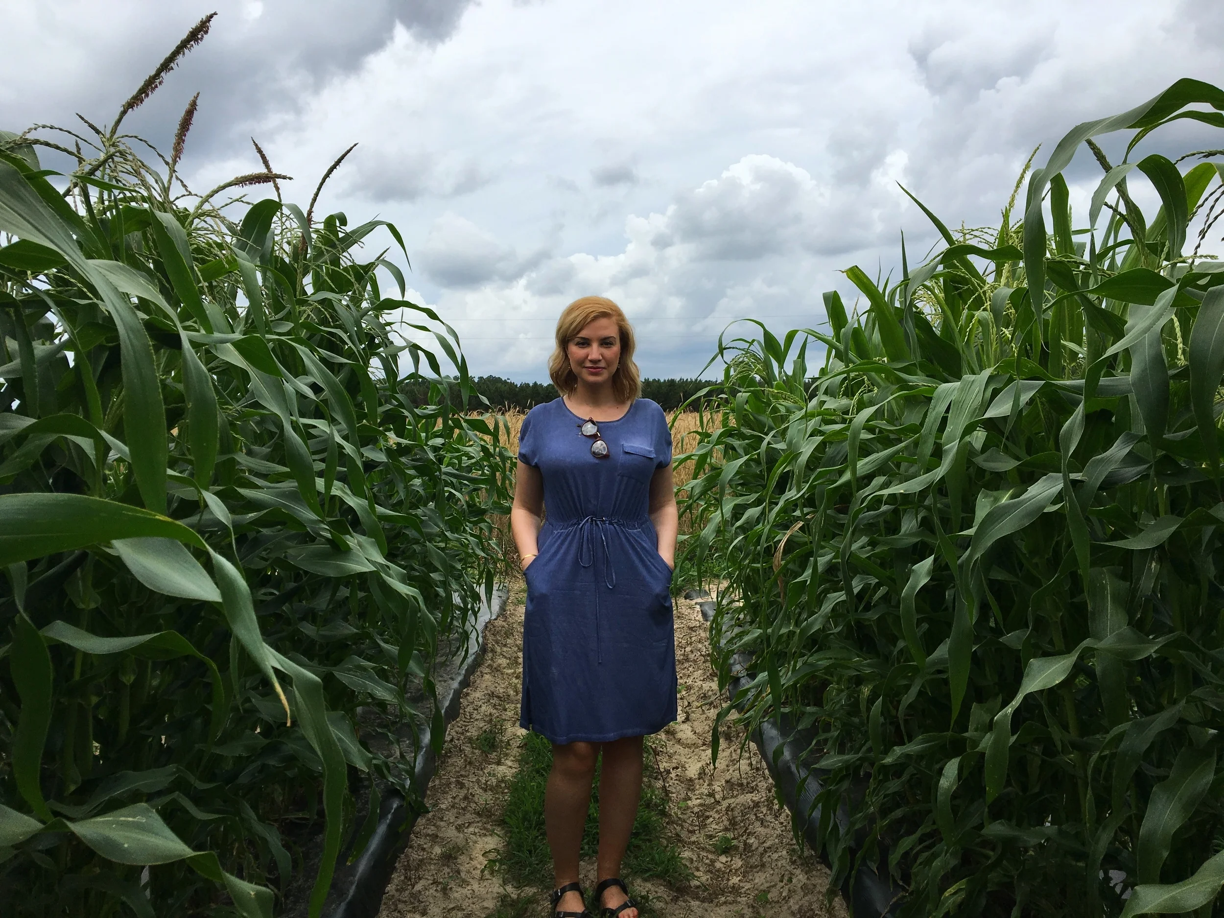 Corn before the thunderstorm.