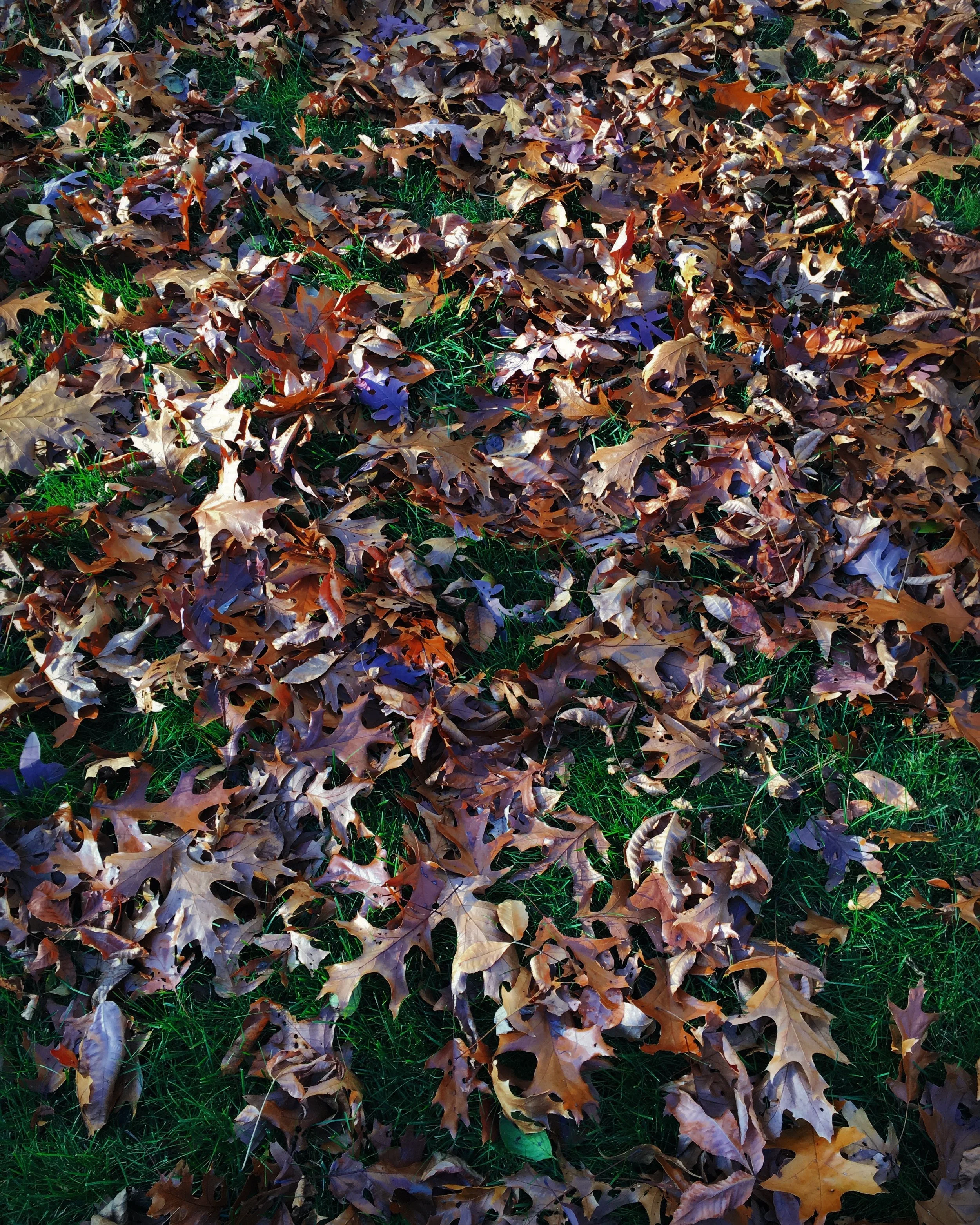 Leaves so pretty i successfully avoided raking them all week. not my best moment but... they look like confetti!