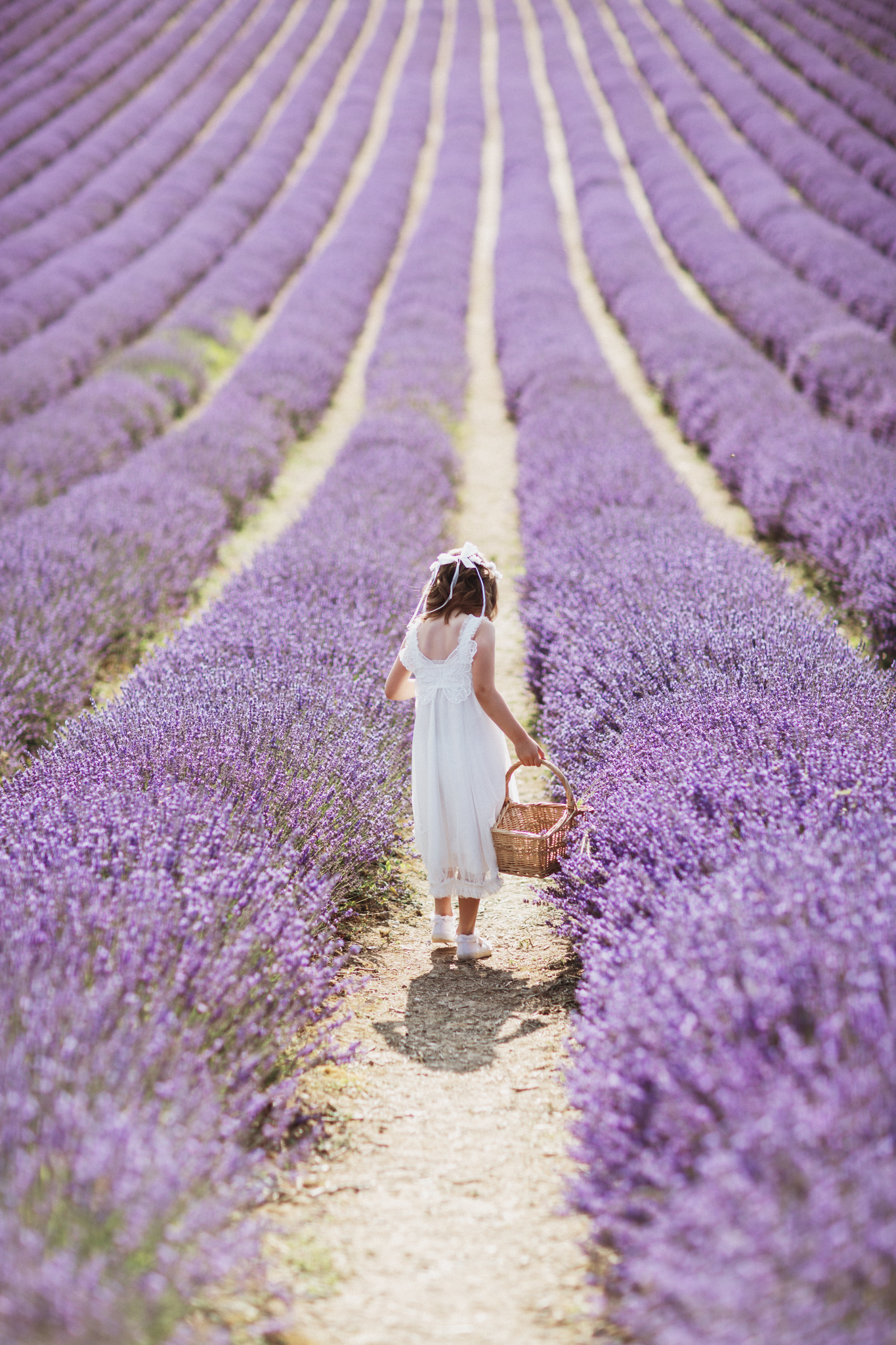 Hampshire Lavender Photographer-5.jpg