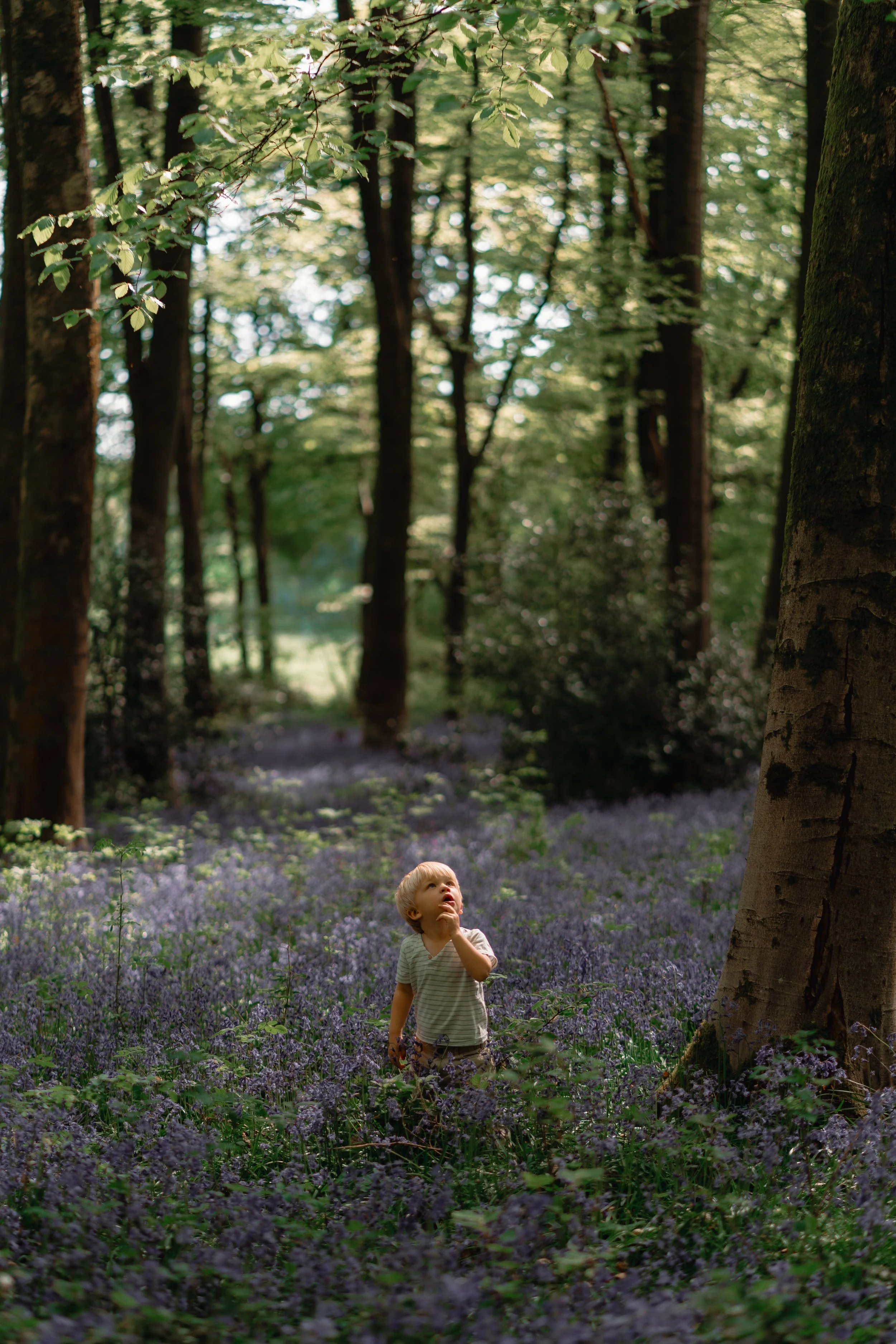 hampshire bluebell photo sessions 2026