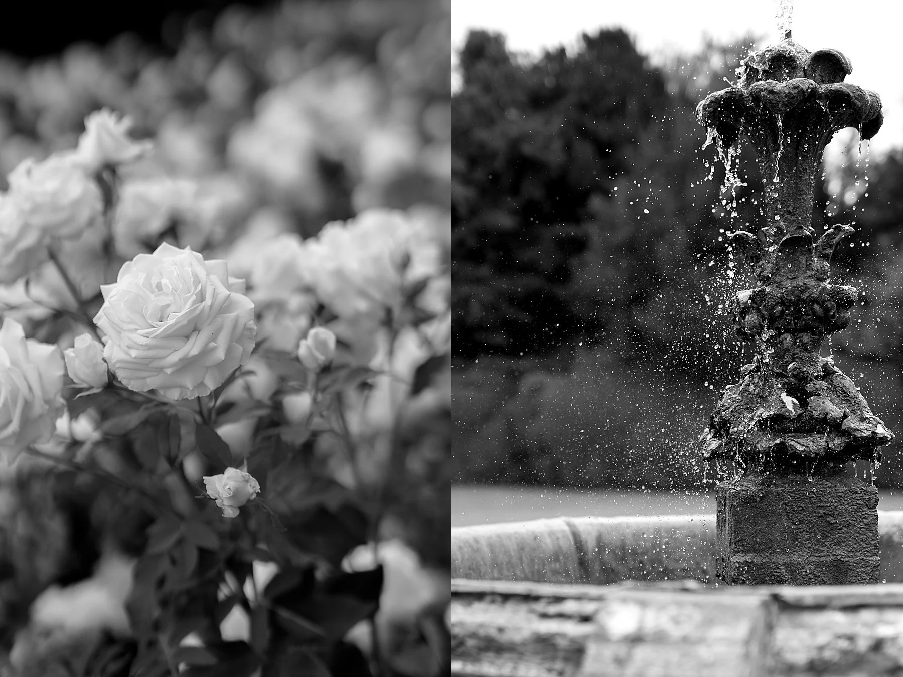 avington park wedding photographer