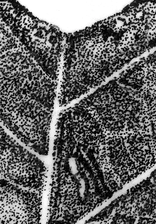 Liriodendron tulipifera, detail