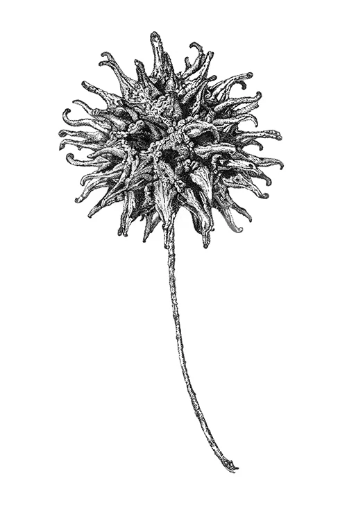 liquidambar_styraciflua2nd_freigestellt_kleiner.jpg