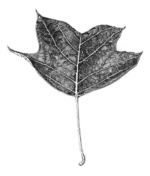 liriodendron_tulipifera2nd_freigestellt_kleiner.jpg