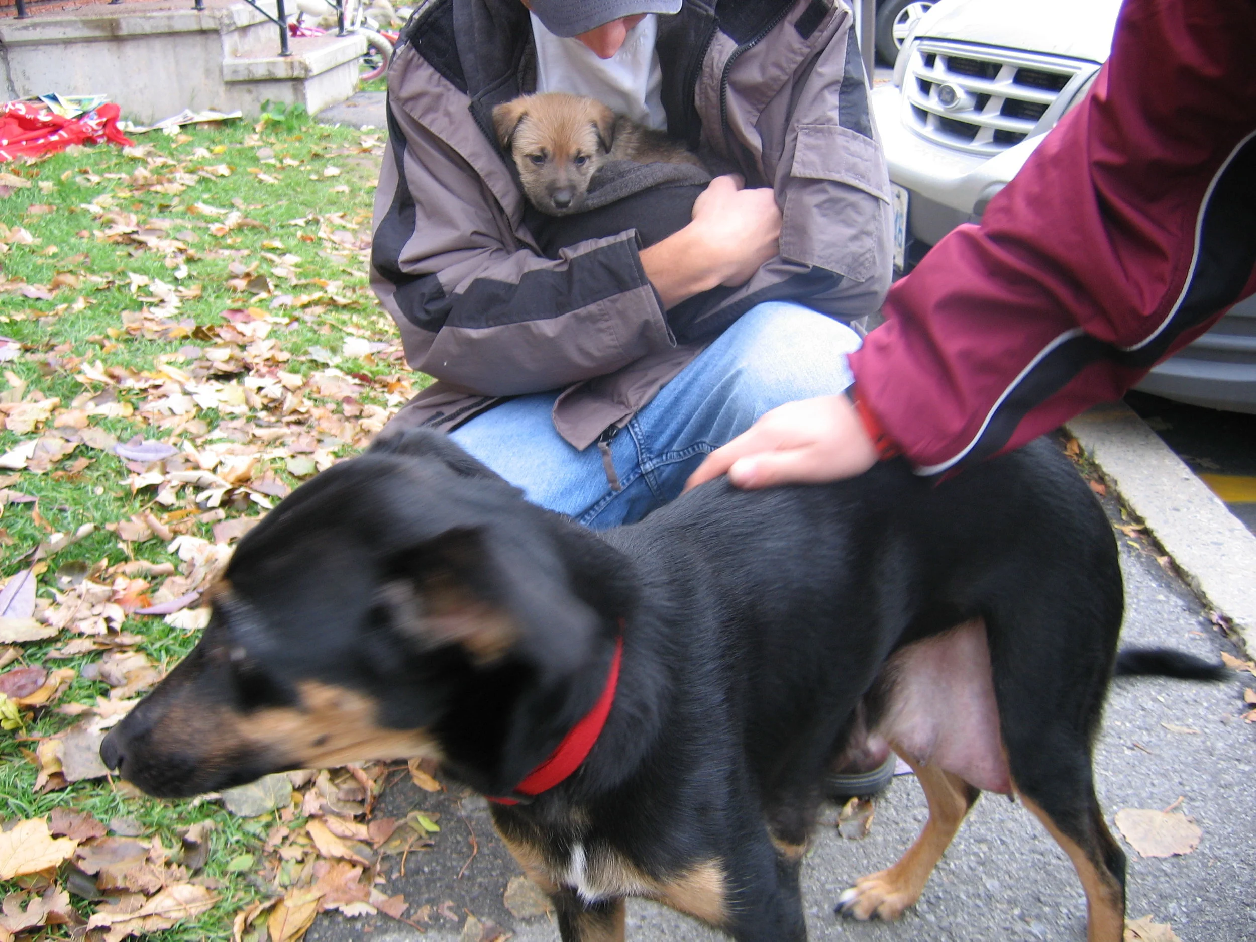 She looks nothing like Zoe. She was quite a bit smaller than her, fully grown. Zoe's Mom.