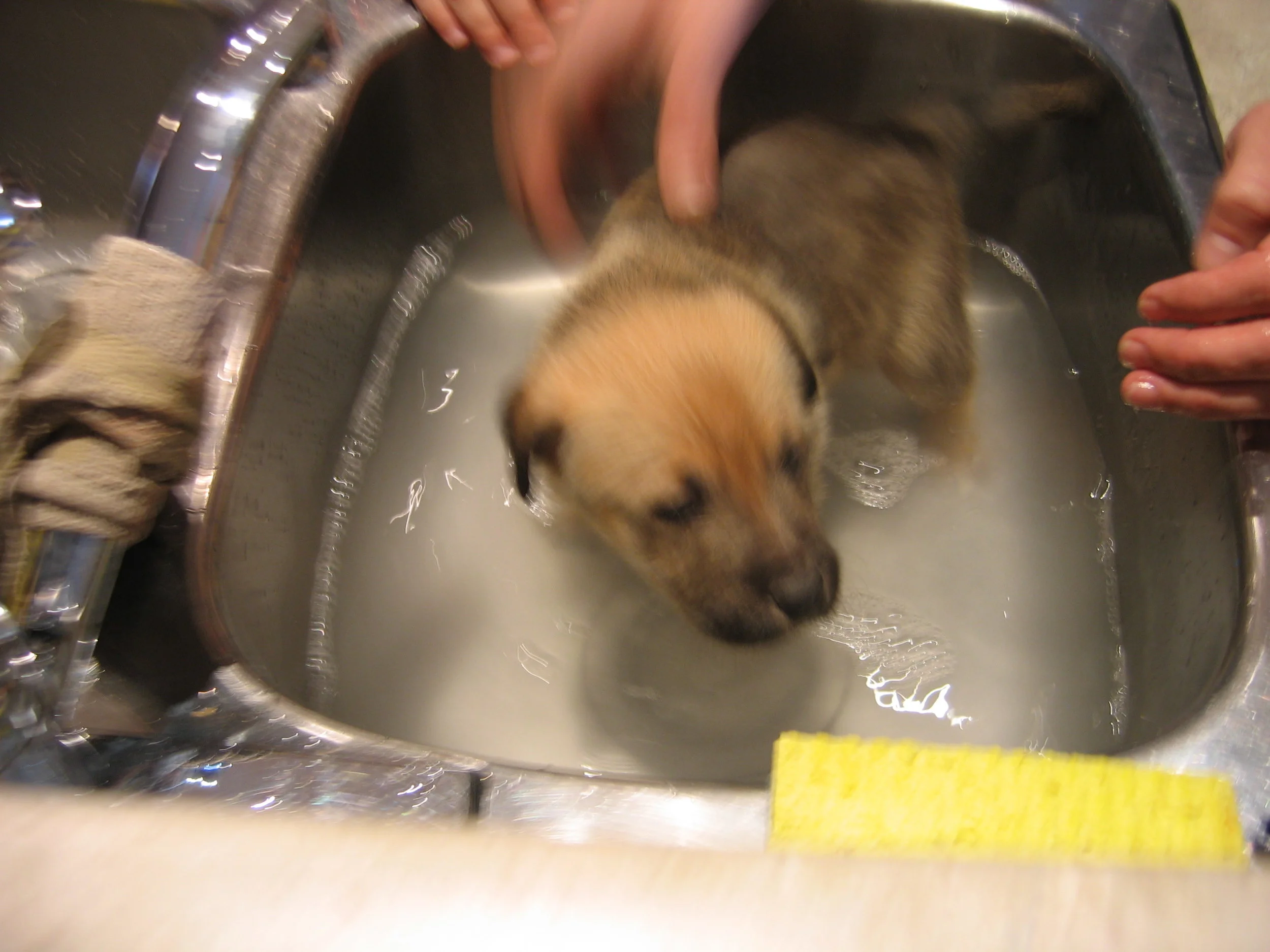 She gets a bath. Once she couldn't fit in the sink any more all baths were chaos and struggle.