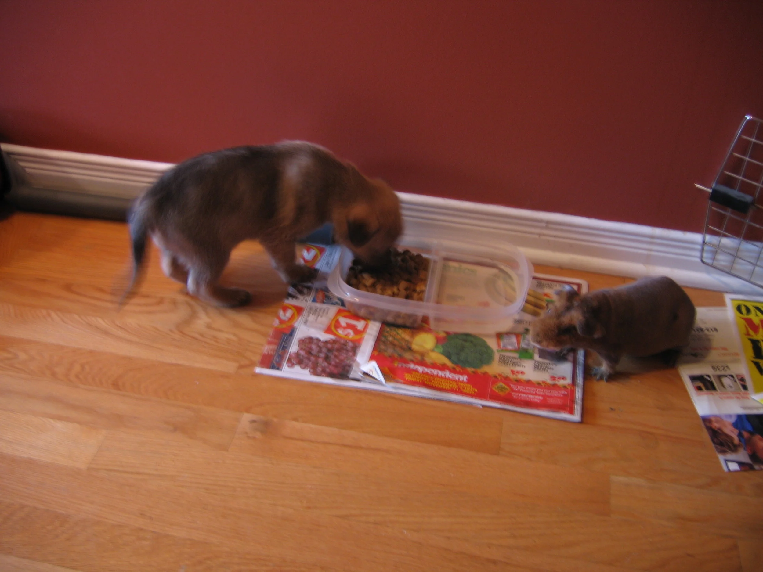 Zoe, first day at home, hairless guinea pig for scale.