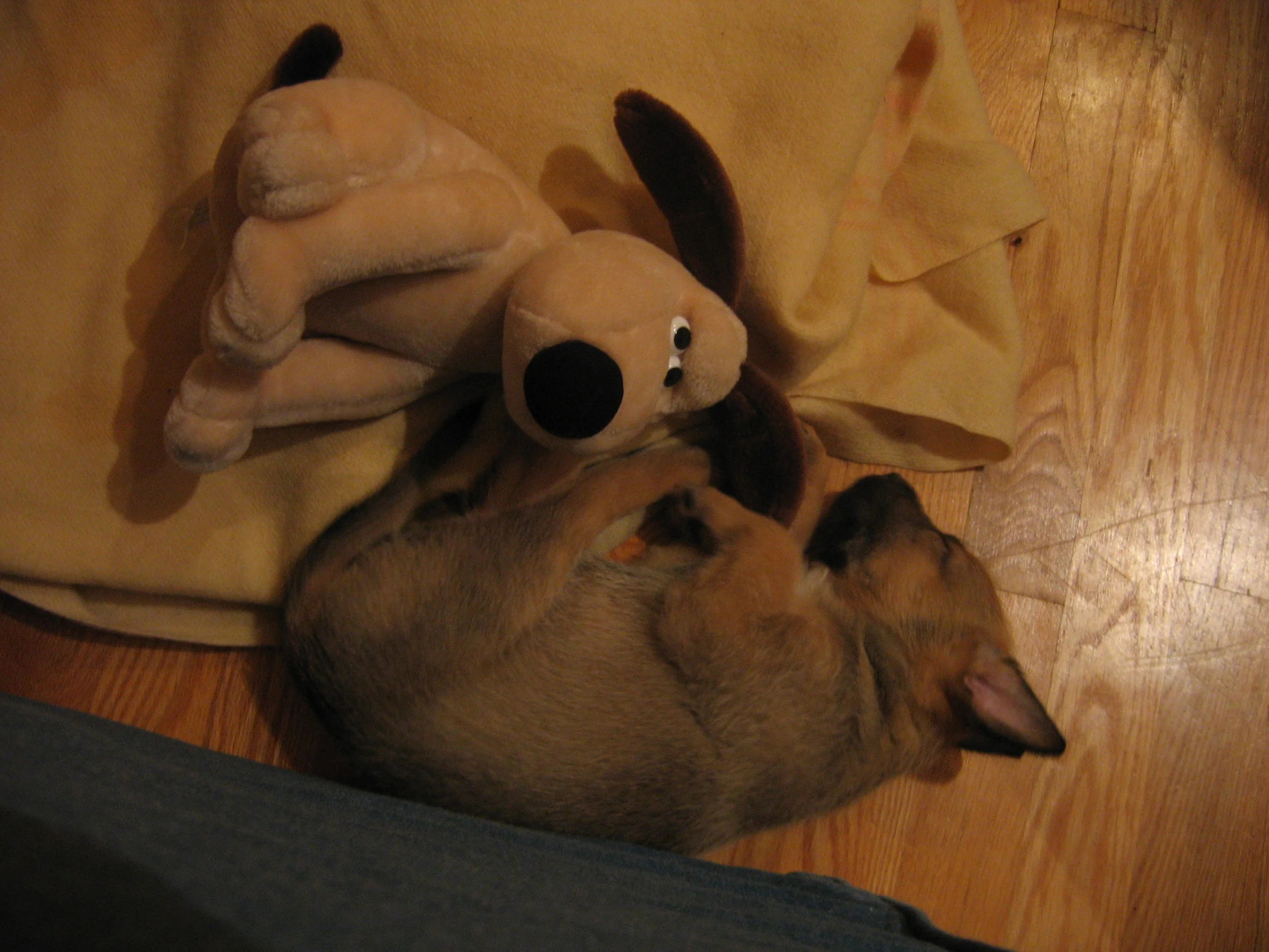 Gromit for scale