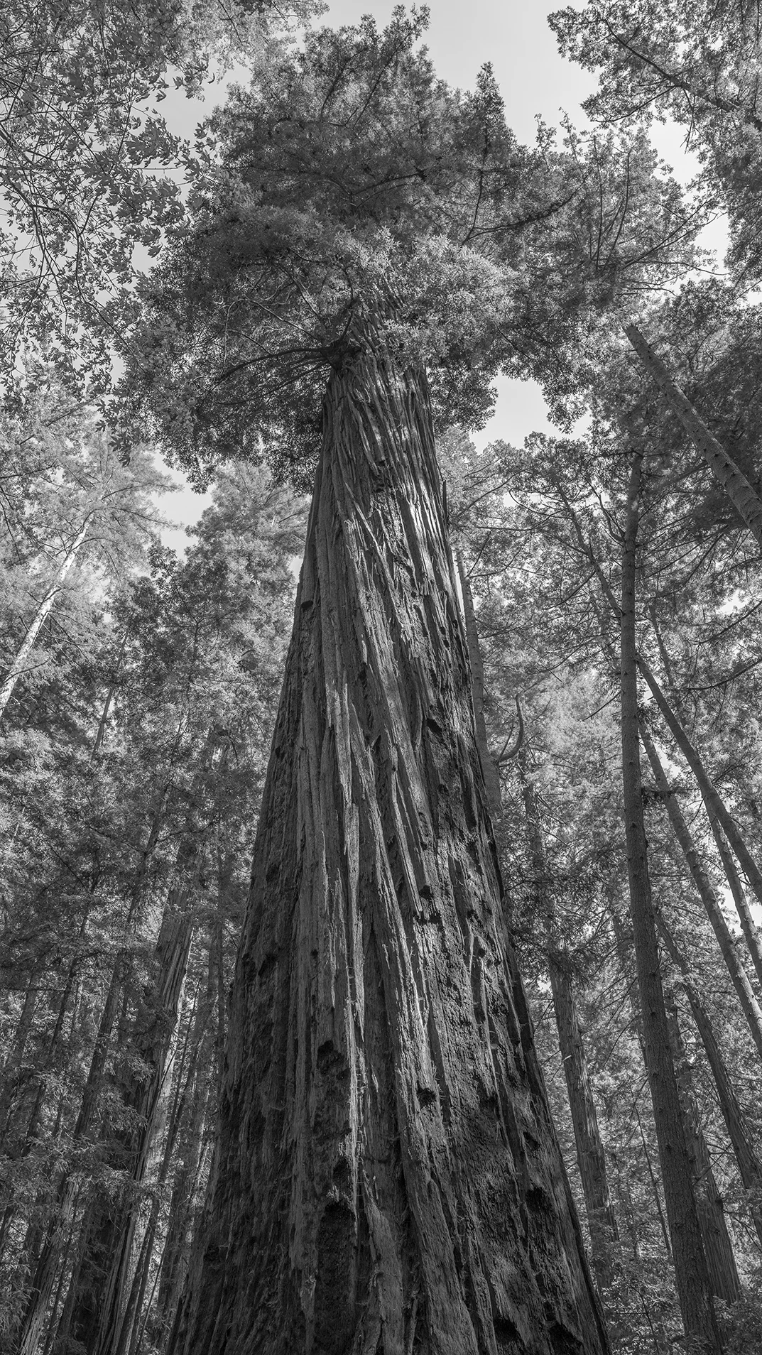 Henry Cowell Redwoods State Park - Felton, California