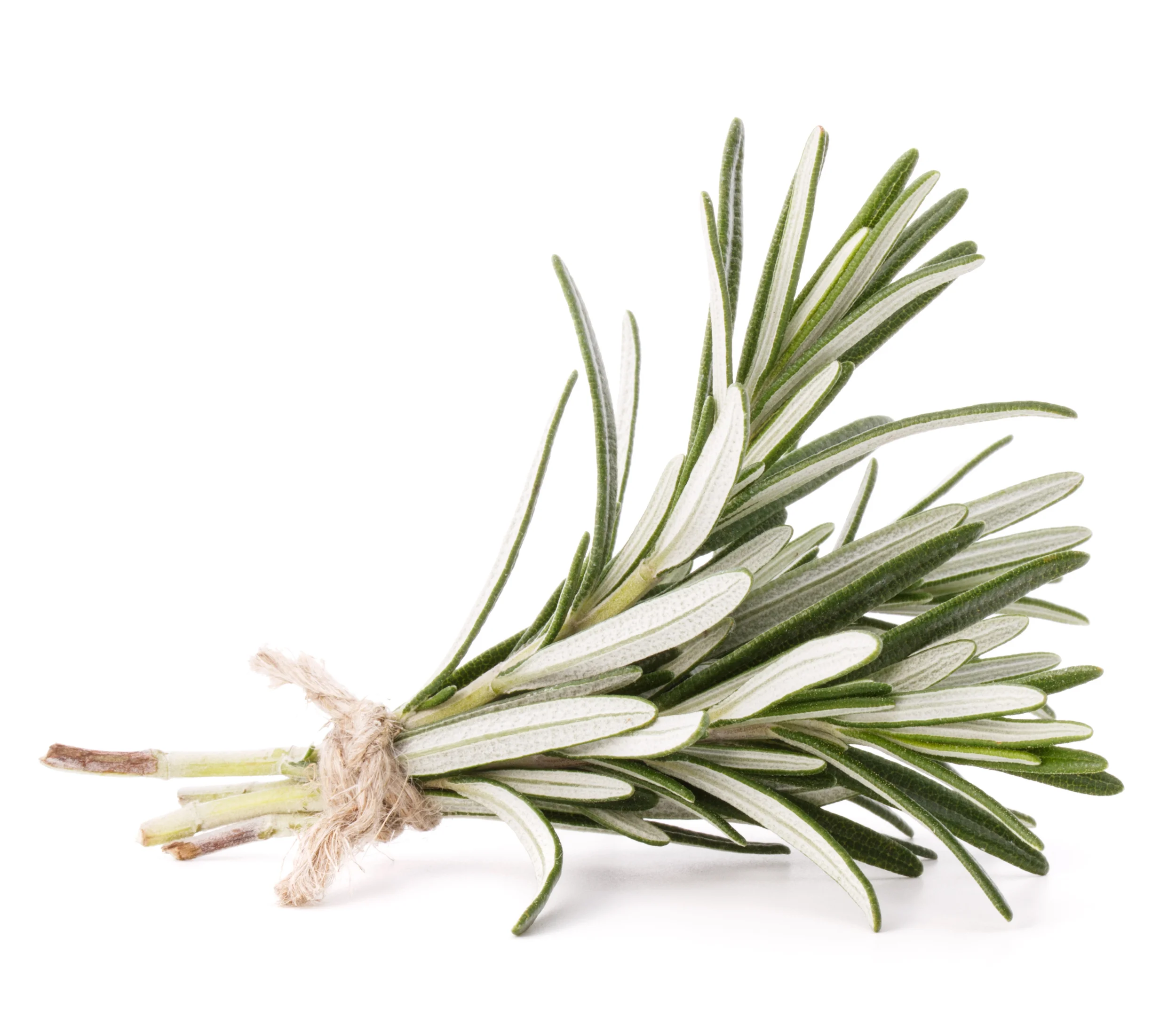 bigstock-rosemary-herb-spice-leaves-iso-62510585.jpg