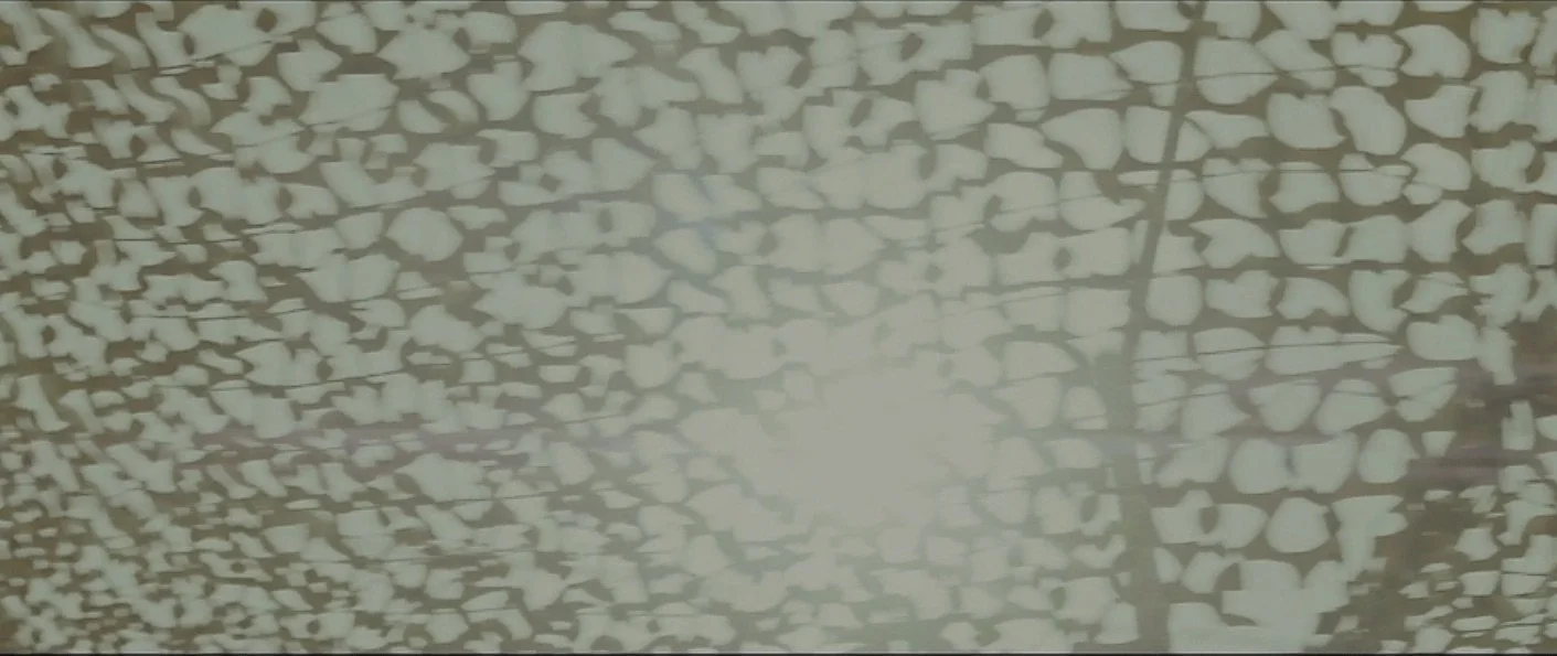 Screen Shot 2021-06-22 at 12.00.17 PM.jpeg