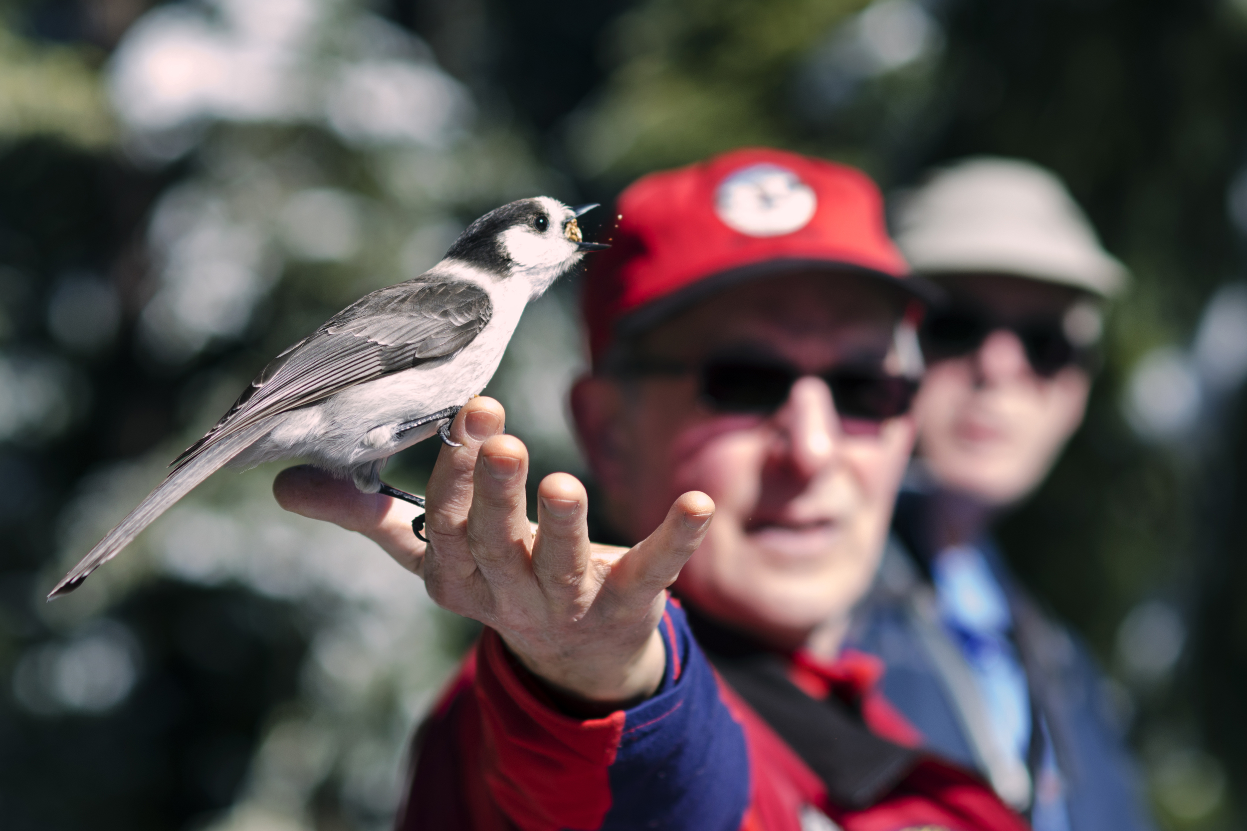 Joseph Calbreath, 65, feeds a local Gray Jay that has alighted on his hand. Calbreath has been volunteering with Willamette Backcountry Ski Patrol for 22 years and is currently the training director. He recently retired as a weatherman for KMTR-Eugn