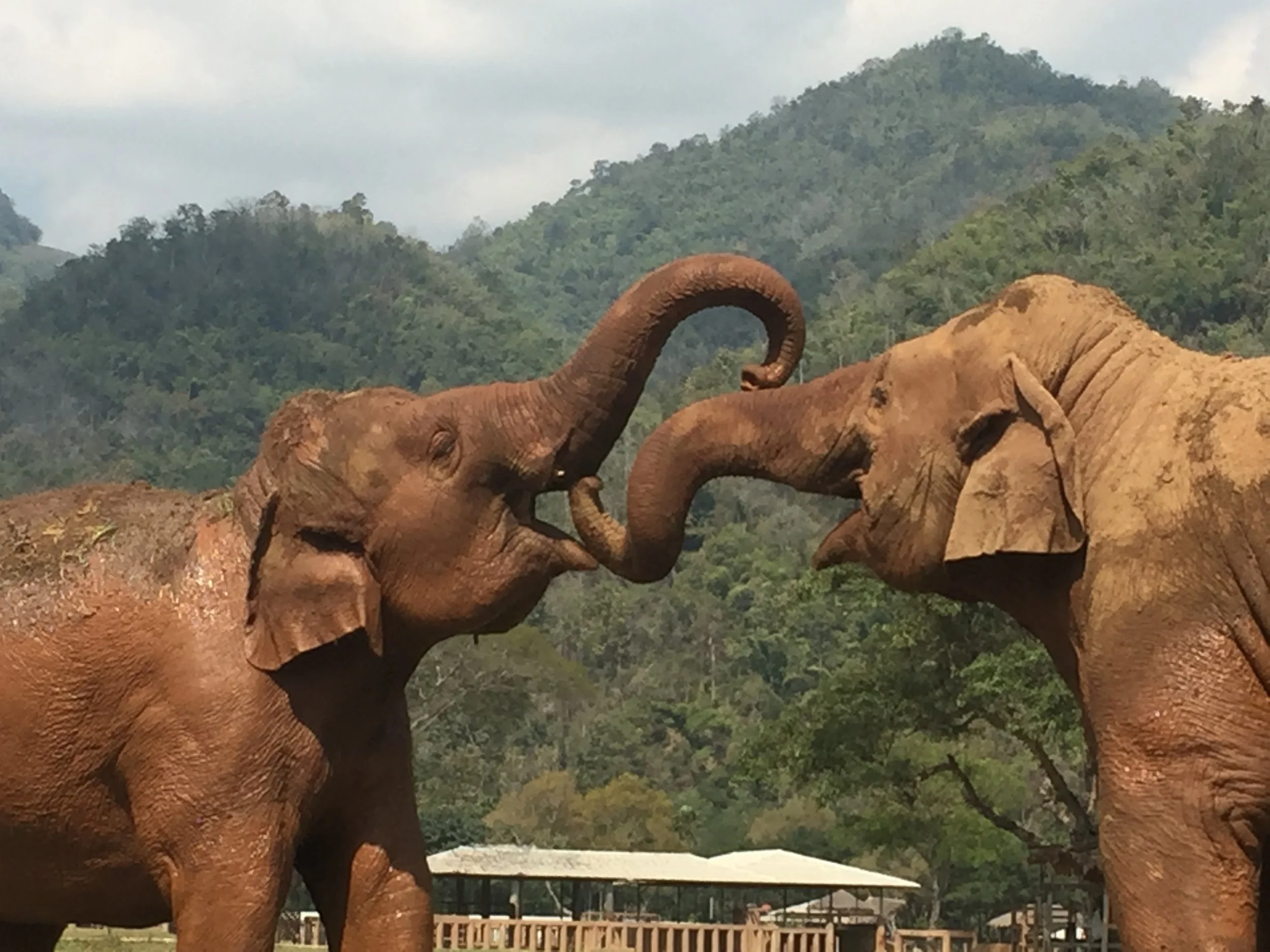 Lori's-Elephants.jpg