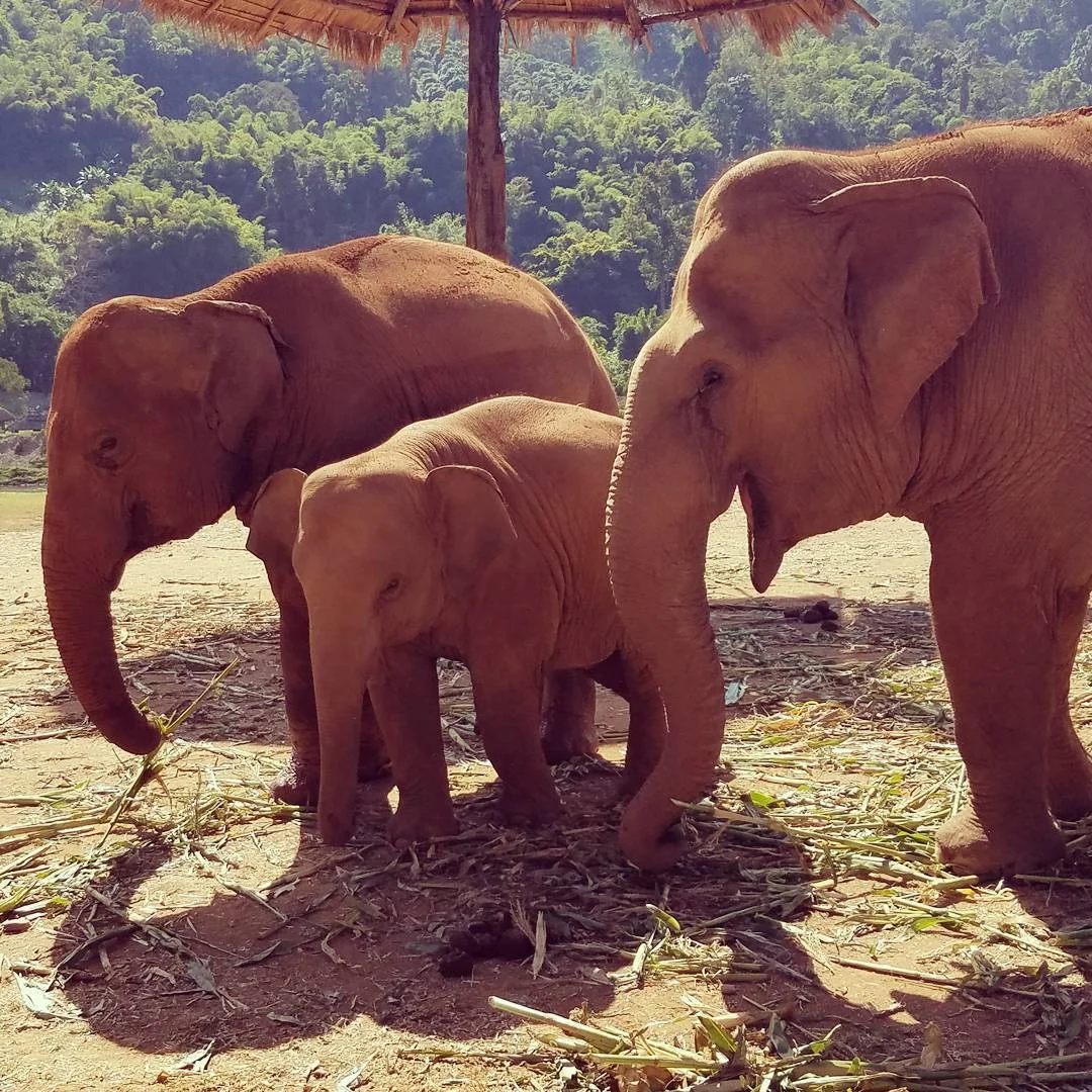 Elephants.jpg