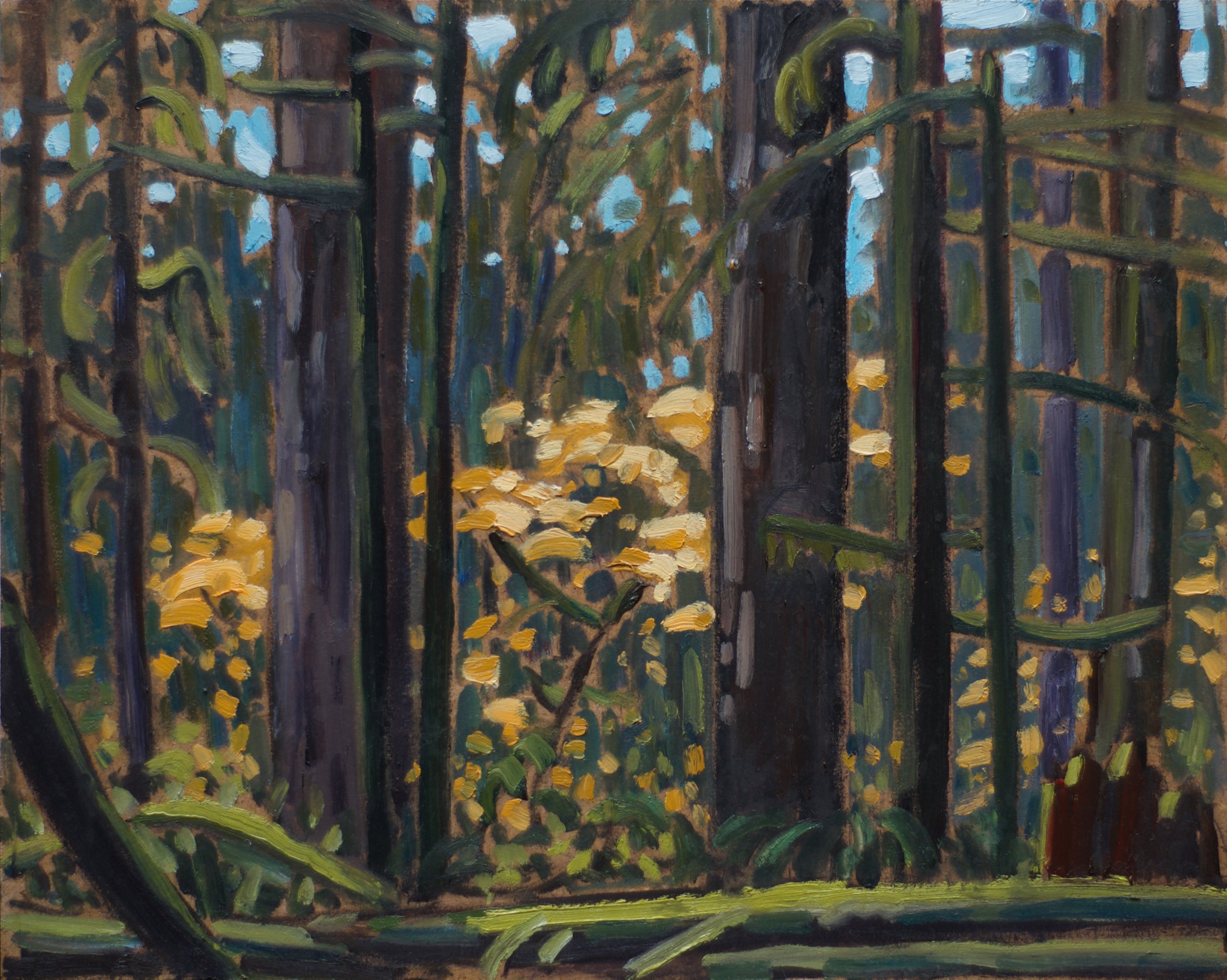 AGB - 2025.11.01 - Forest interior, Fall - Lower Seymour conservation area .jpg