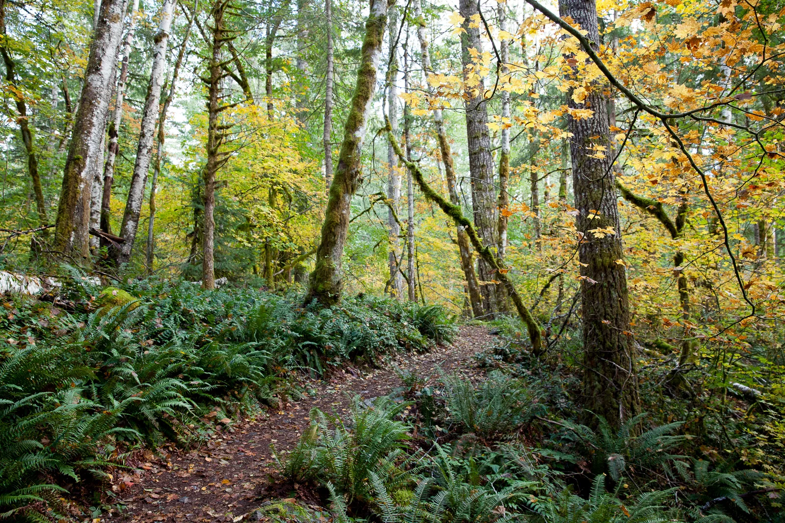 North Cascades forest trail