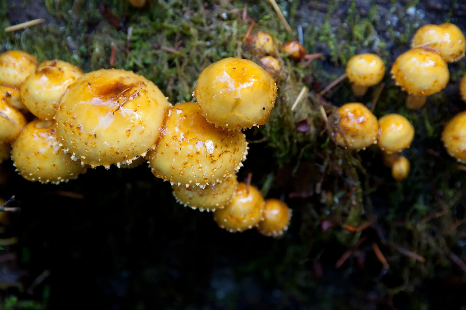 Wild Mushrooms