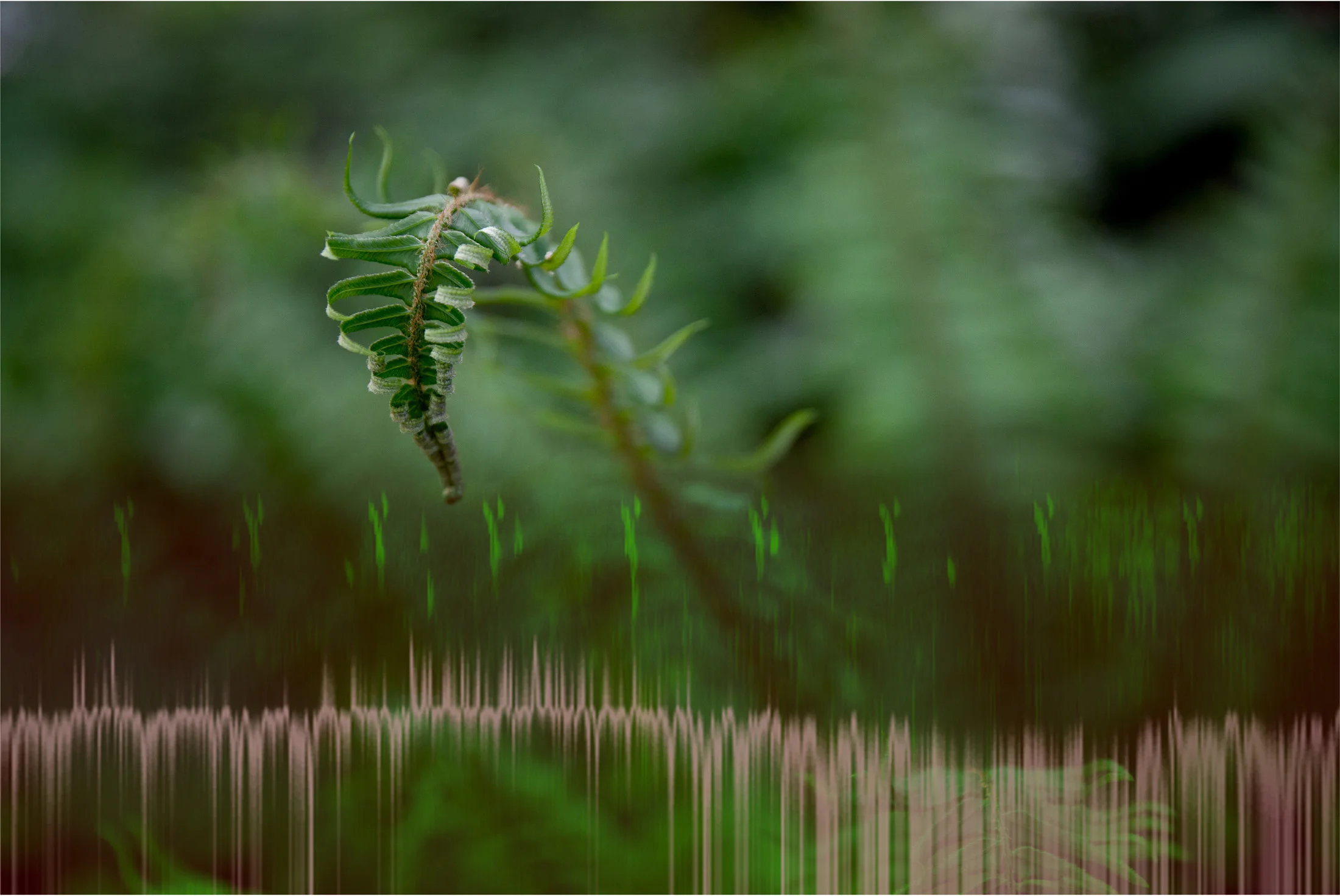fern, birdsong, passing train