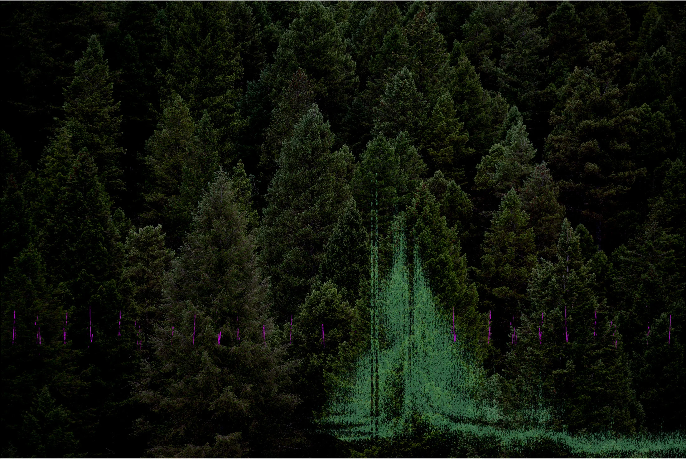 forest, wetlands birds, car honk