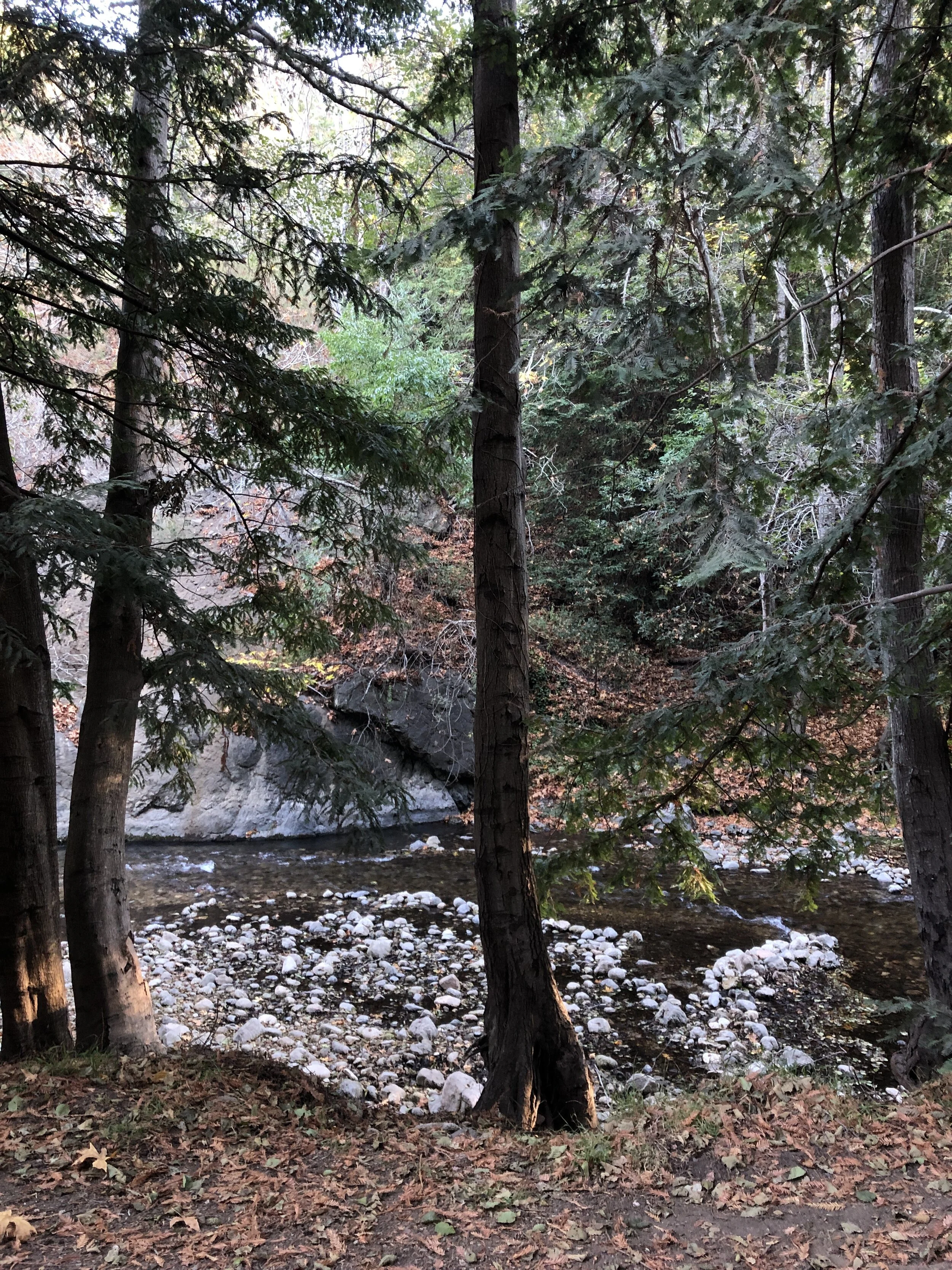 The view out of my cabin at Big Sur Campground