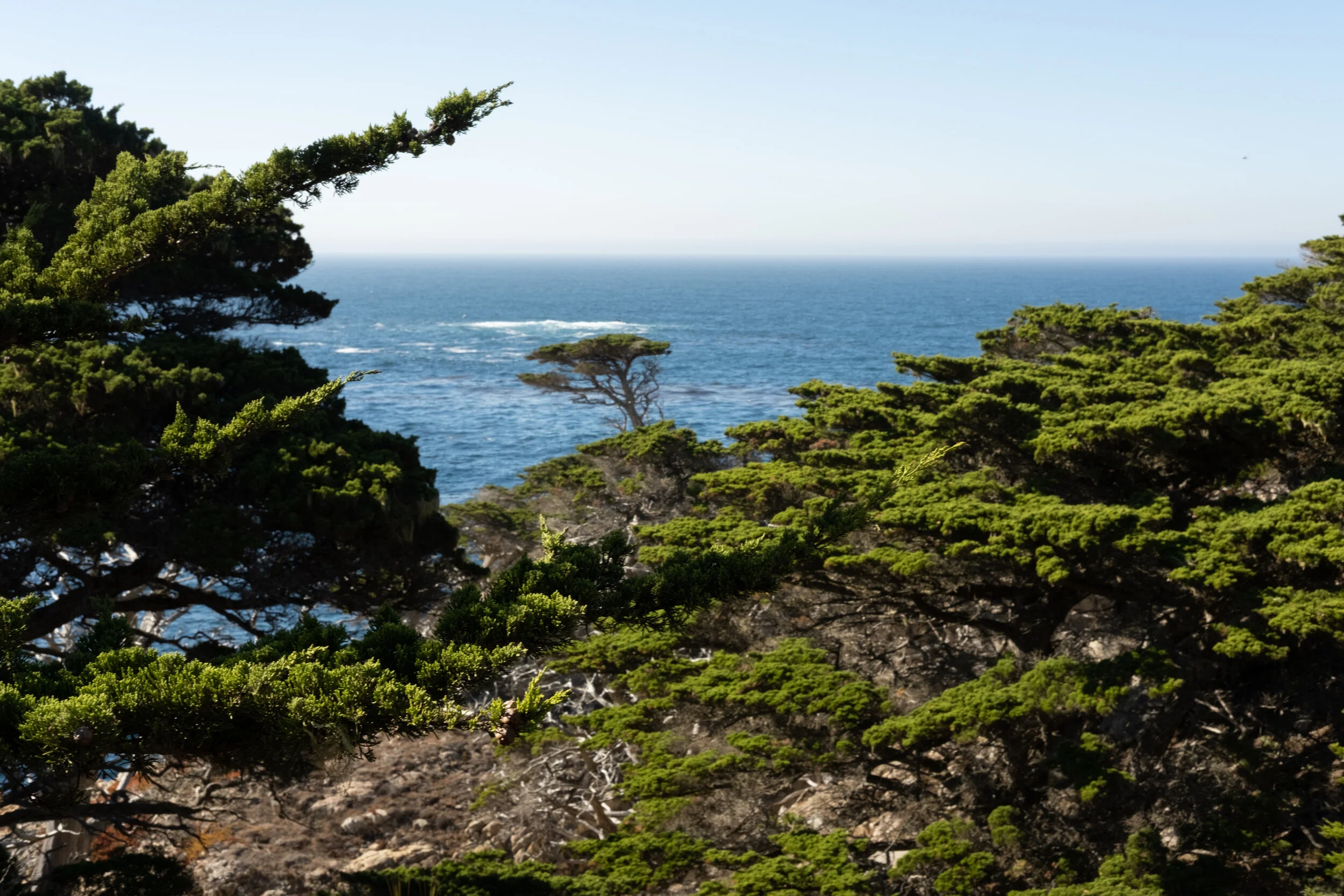 Point Lobos