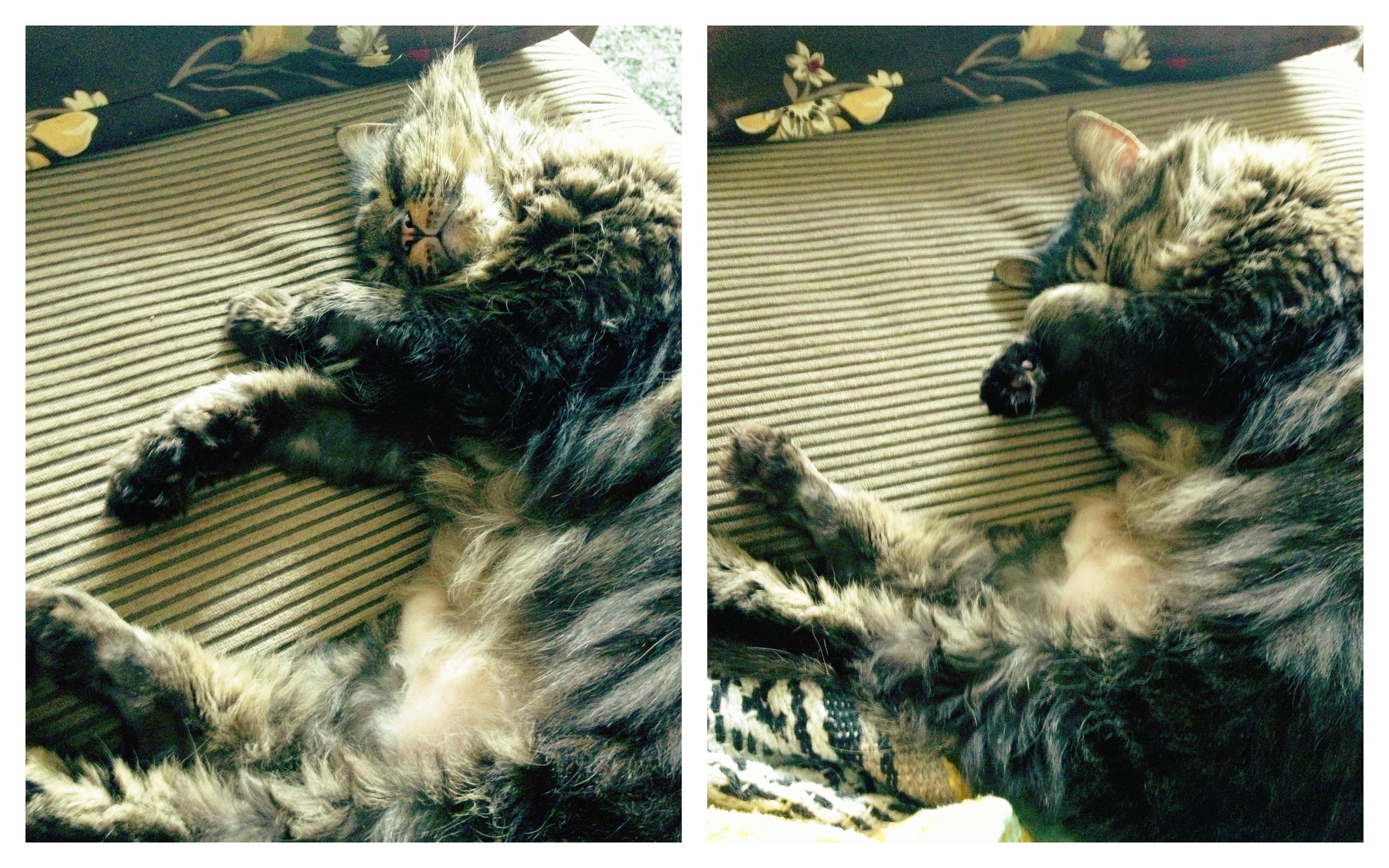 Fancy in her natural state, lazing on the couch.