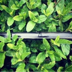 A drip line in one of our four mint beds destined to become ice cream.