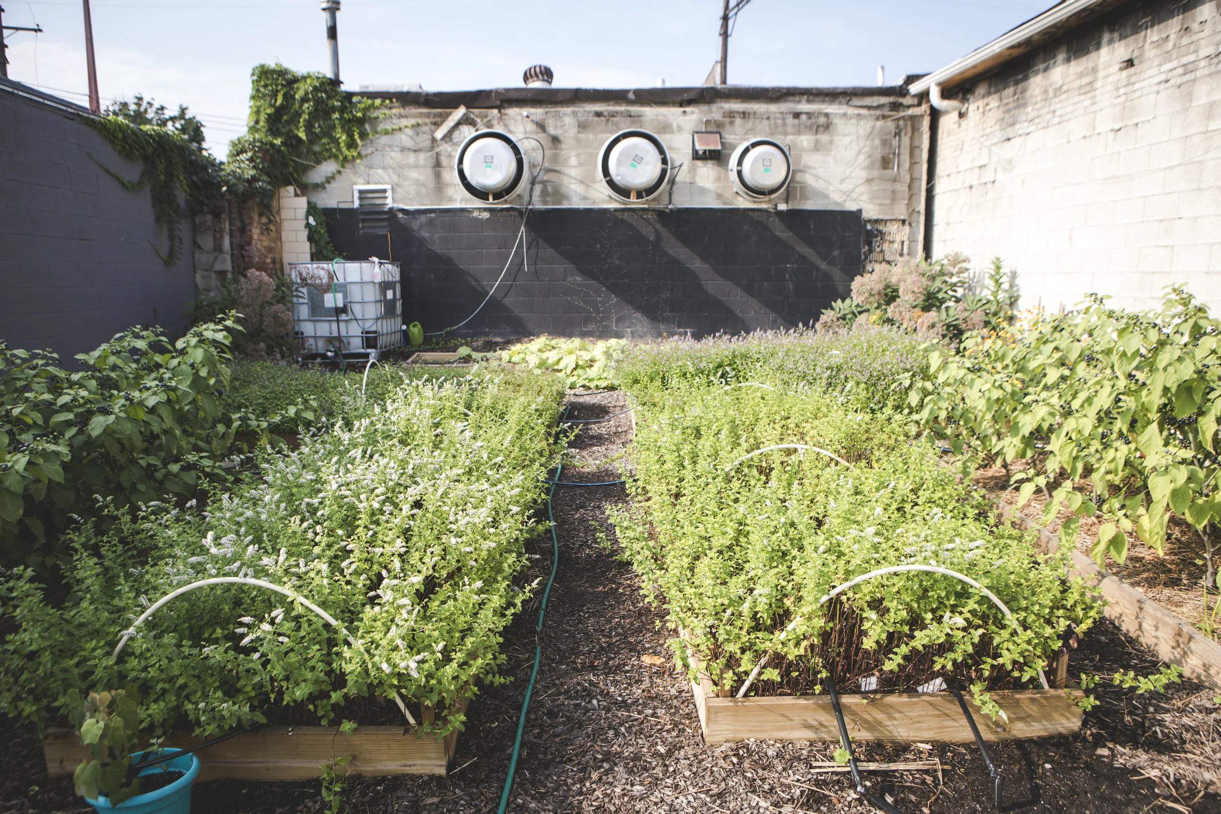 The back half of our ice cream garden, mint beds in the center flanked by huckleberry bushes.