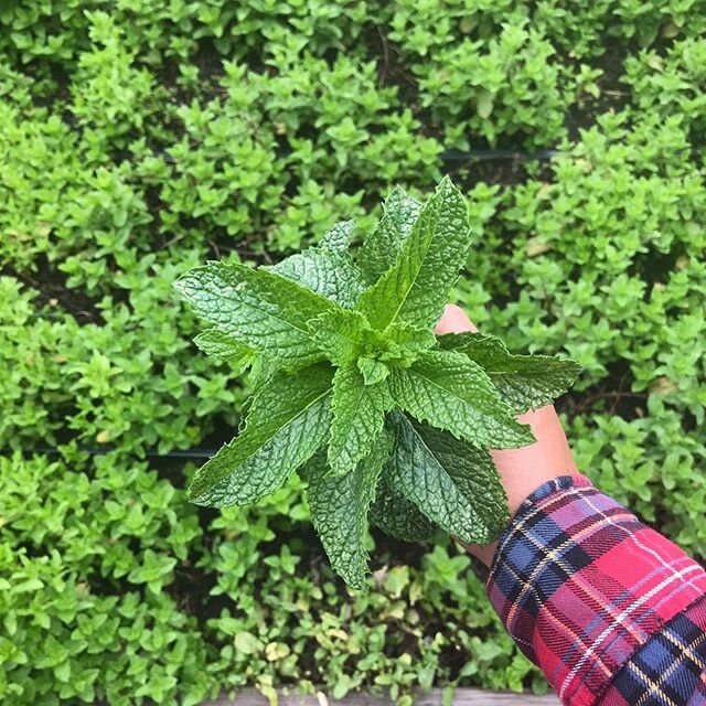 Leona&rsquo;s Ice Cream garden is exploding! @bugtronica_ is tending, weeding and watering our little patch and it&rsquo;s looking so good! Watch out 👀 for Fresh Mint, Garden Strawberry and Blueberry coming at you! 🍓🌿🌺🐝 #leonasicecream #leonasfo