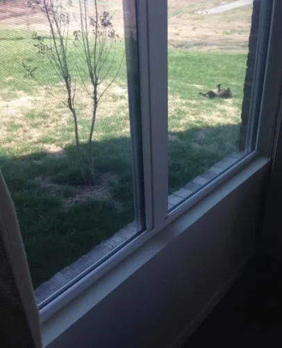 Starbuck approves of the backyard