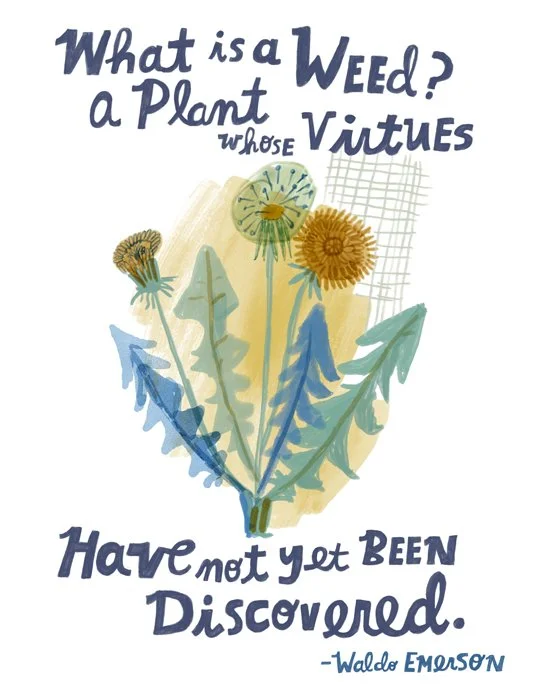 wildflowers-weed.jpg