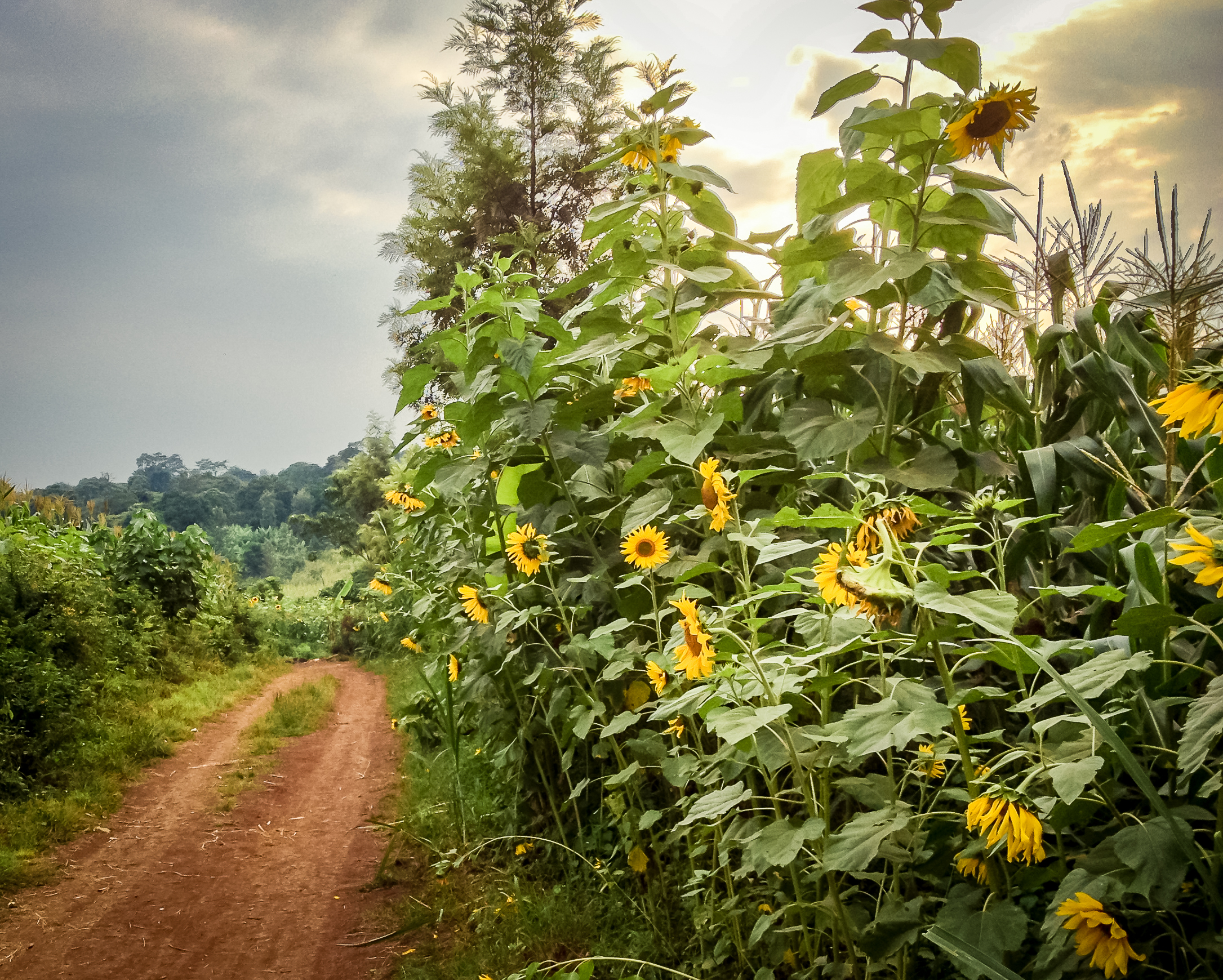 Running through the sunflower fields of Moshi, Tanzania.