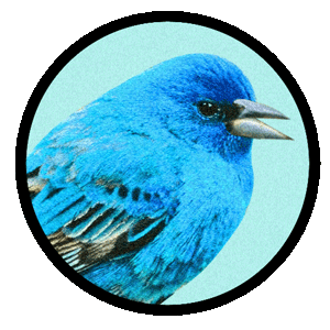 Tweet Us Bird